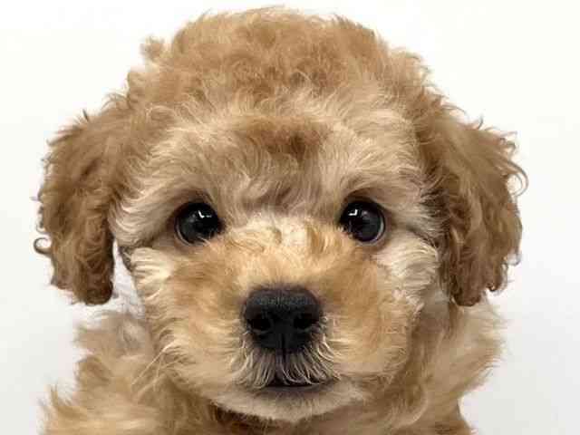 京都府のトイプードル(トイ) (ひごペットフレンドリーイオンモール高の原店/2025年8月28日生まれ/男の子/オレンジフォーン)の子犬の1枚目の画像