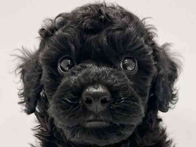 高知県のトイプードル(トイ) (ひごペットフレンドリーイオンモール高知店/2025年8月28日生まれ/男の子/ブラック)の子犬の1枚目の画像