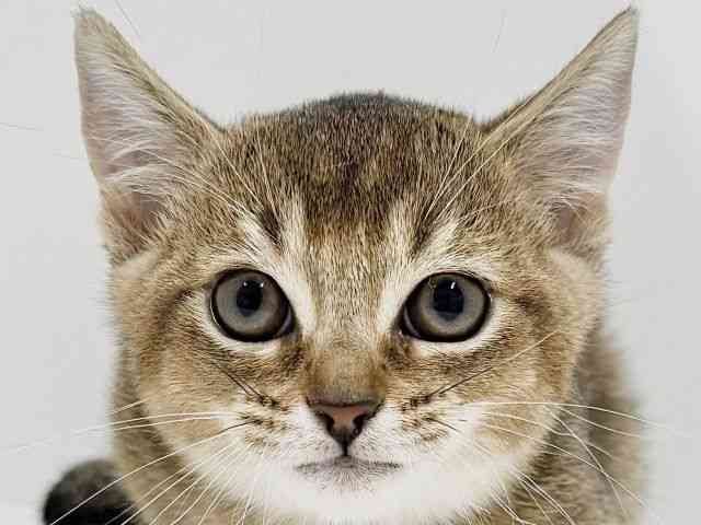 奈良県のマンチカン (ひごペットフレンドリーイオンモール橿原ウエストビレッジ店/2025年8月21日生まれ/女の子/ブラウンタビー)の子猫の1枚目の画像