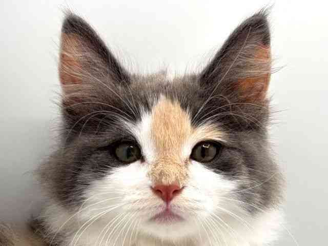 奈良県のノルウェージャンフォレストキャット (ひごペットフレンドリー田原本店/2025年8月15日生まれ/女の子/ダイリュートキャリコ)の子猫の1枚目の画像