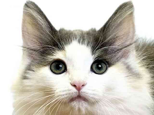 愛媛県のノルウェージャンフォレストキャット (ひごペットフレンドリーエミフルMASAKI店/2025年8月15日生まれ/女の子/ダイリュートキャリコ)の子猫