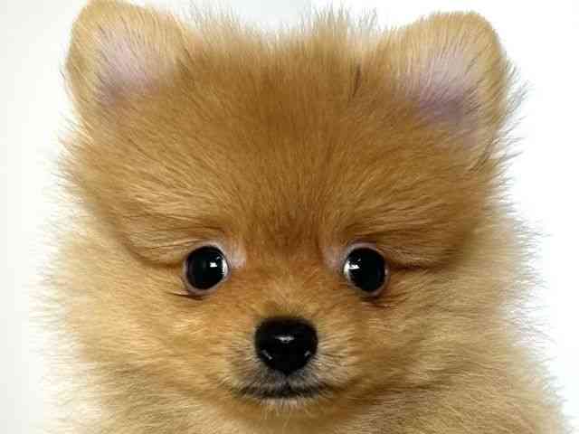 大阪府のポメラニアン (ひごペットフレンドリーアクロスプラザ住之江店/2025年8月28日生まれ/男の子/オレンジ)の子犬