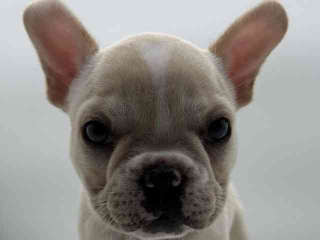 島根県のフレンチブルドッグ (ひごペットフレンドリーイオンモール出雲店/2025年8月23日生まれ/男の子/クリーム)の子犬