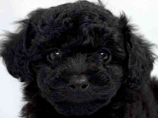 大阪府のトイプードル(トイ) (ひごペットフレンドリーイオンそよら海老江店/2025年8月26日生まれ/女の子/ブラック)の子犬