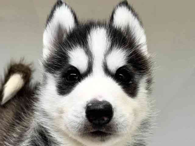 大阪府のシベリアンハスキー (ひごペットフレンドリーセブンパーク天美店/2025年8月30日生まれ/男の子/ブラックホワイト)の子犬の1枚目の画像