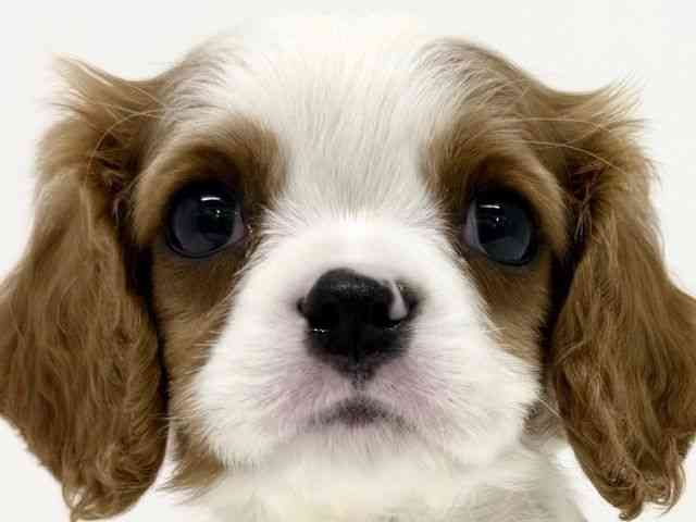 大阪府のキャバリアキングチャールズスパニエル (ひごペットフレンドリーくずはモール店/2025年8月27日生まれ/男の子/ブレンハイム)の子犬