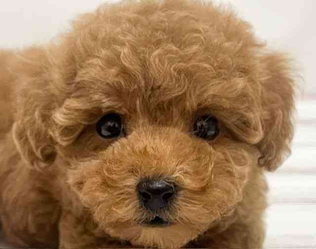 和歌山県のトイプードル(トイ) (ひごペットフレンドリーパームシティ和歌山店/2025年8月30日生まれ/女の子/レッド)の子犬の1枚目の画像