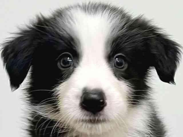 大阪府のボーダーコリー (ひごペットフレンドリーイトーヨーカドー津久野店/2025年8月18日生まれ/男の子/ブラックホワイト)の子犬