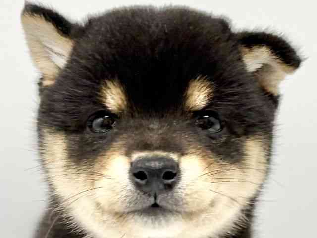 大阪府の柴犬(標準サイズ) (ひごペットフレンドリーイオンタウン豊中庄内店/2025年8月30日生まれ/女の子/黒)の子犬