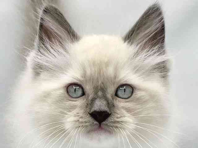 大阪府のラグドール (ひごペットフレンドリーイトーヨーカドー津久野店/2025年8月28日生まれ/男の子/ブルーポイントミテッド)の子猫