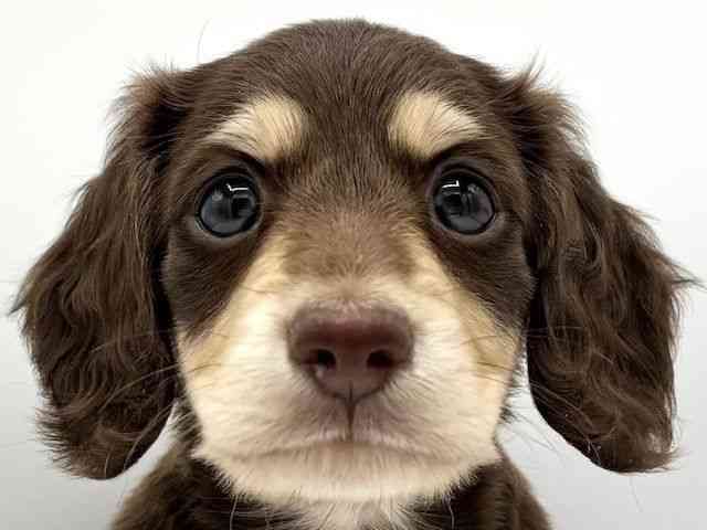 大阪府のミニチュアダックスフンド(ロング) (ひごペットフレンドリーららぽーとEXPOCITY店/2025年8月30日生まれ/男の子/チョコレートイエロー)の子犬の1枚目の画像