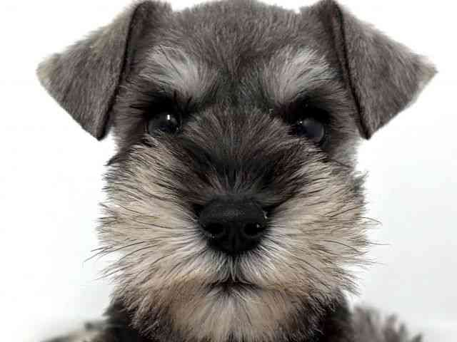 大阪府のミニチュアシュナウザー (ひごペットフレンドリーベルファ2都島店/2025年8月27日生まれ/女の子/ソルトペッパー)の子犬