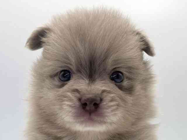 2025年8月30日生まれのポメラニアンの1枚目の写真