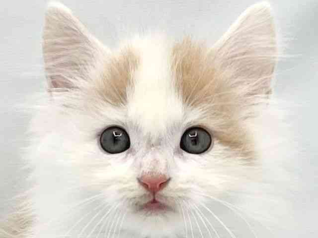 大阪府のノルウェージャンフォレストキャット (ひごペットフレンドリーイトーヨーカドー津久野店/2025年8月30日生まれ/男の子/クリームタビーホワイト)の子猫