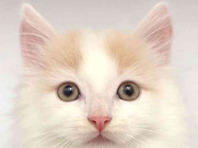 大阪府のノルウェージャンフォレストキャット (ひごペットフレンドリー岸和田店/2025年8月30日生まれ/男の子/クリームタビーホワイト)の子猫の1枚目の画像