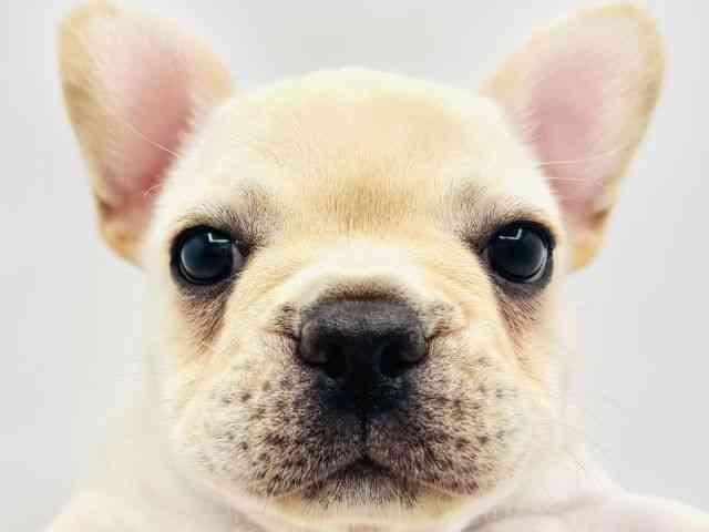 兵庫県のフレンチブルドッグ (ひごペットフレンドリークラウンパーク伊丹店/2025年8月30日生まれ/女の子/クリーム)の子犬の1枚目の画像