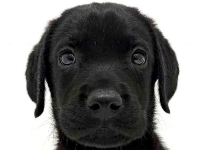 大阪府のラブラドールレトリーバー (ひごペットフレンドリーくずはモール店/2025年8月30日生まれ/女の子/ブラック)の子犬