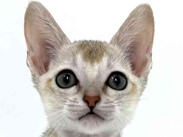 大阪府のシンガプーラ (ひごペットフレンドリーベルファ2都島店/2025年8月31日生まれ/女の子/セピアアグーティ)の子猫の1枚目の画像