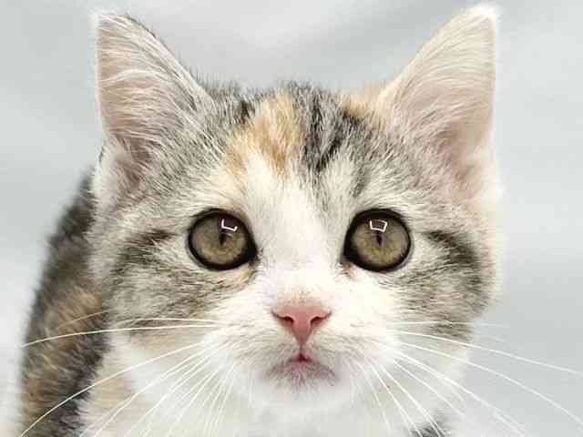 大阪府のマンチカン (ひごペットフレンドリーイトーヨーカドー津久野店/2025年8月29日生まれ/女の子/キャリコ)の子猫