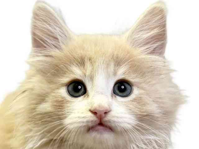 愛媛県のサイベリアン (ひごペットフレンドリーエミフルMASAKI店/2025年8月31日生まれ/男の子/クリームタビーホワイト)の子猫