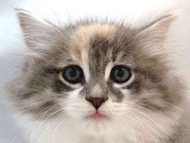 大阪府のサイベリアン (ひごペットフレンドリー堺プラットプラット店/2025年8月31日生まれ/女の子/ブルーパッチドタビーホワイト)の子猫