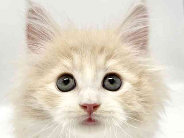 大阪府のサイベリアン (ひごペットフレンドリーイオンタウン豊中庄内店/2025年8月31日生まれ/男の子/クリームタビーホワイト)の子猫