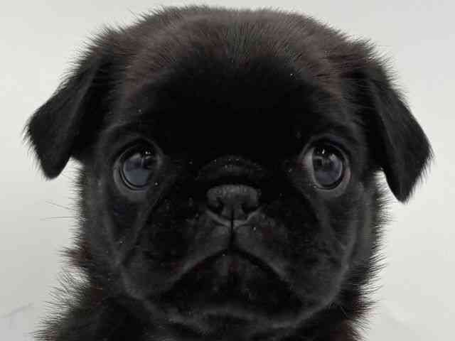 2025年8月30日生まれのパグの1枚目の写真