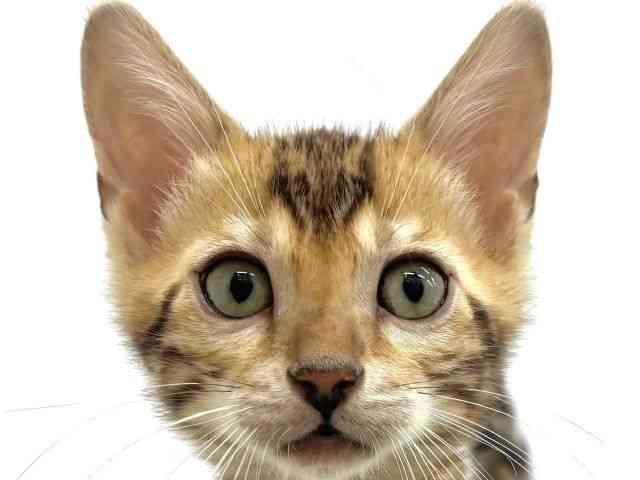 2025年8月27日生まれのベンガルの1枚目の写真