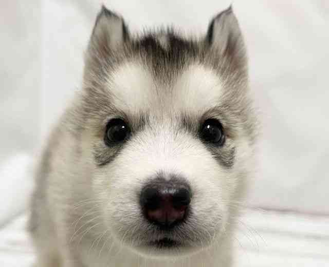 2025年8月30日生まれのシベリアンハスキーの1枚目の写真