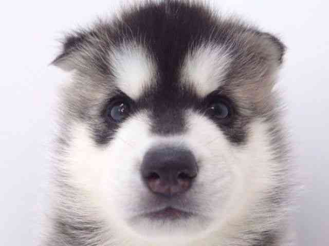 大阪府のシベリアンハスキー (ひごペットフレンドリーいこらもーる泉佐野店/2025年8月29日生まれ/男の子/ブラックホワイト)の子犬