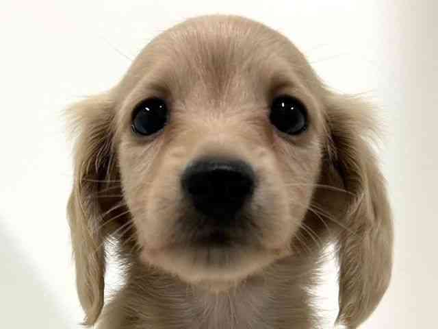 奈良県のミニチュアダックスフンド(ロング) (ひごペットフレンドリーイオンモール橿原ウエストビレッジ店/2025年8月30日生まれ/女の子/イエロー)の子犬の1枚目の画像