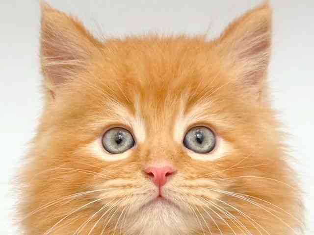 大阪府のメインクーン (ひごペットフレンドリー岸和田店/2025年8月20日生まれ/男の子/レッド)の子猫