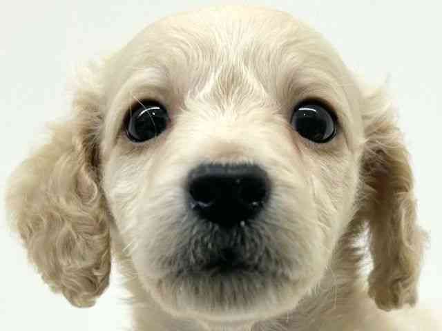 兵庫県のミニチュアダックスフンド(ロング) (ひごペットフレンドリーブルメールHAT神戸店/2025年8月26日生まれ/男の子/イエロー)の子犬