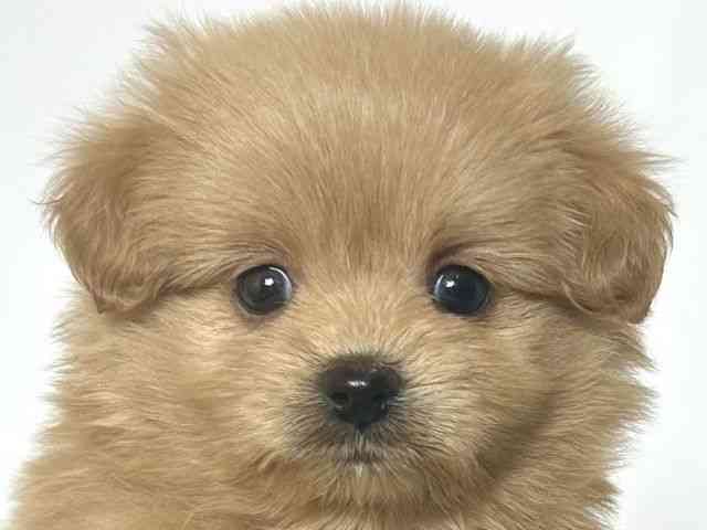 大阪府のポメプー(ポメラニアン×プードル) (ひごペットフレンドリーアクロスプラザ住之江店/2025年8月30日生まれ/女の子/アプリコット)の子犬