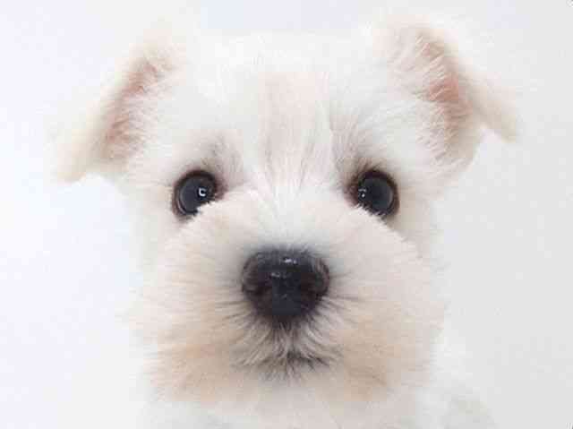 大阪府のミニチュアシュナウザー (ひごペットフレンドリーいこらもーる泉佐野店/2025年8月29日生まれ/男の子/ホワイト)の子犬