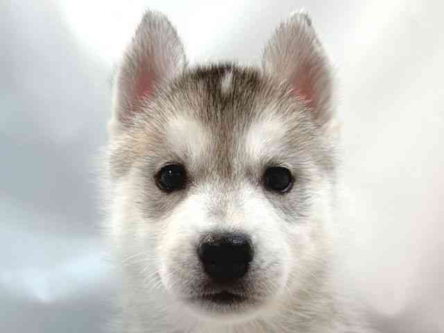 大阪府のシベリアンハスキー (ひごペットフレンドリー堺プラットプラット店/2025年8月31日生まれ/女の子/シルバーホワイト)の子犬の1枚目の画像