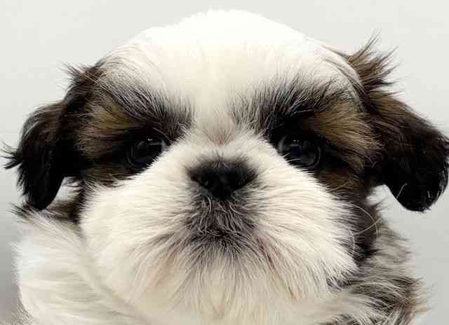 大阪府のシーズー (ひごペットフレンドリーららぽーとEXPOCITY店/2025年8月29日生まれ/女の子/ホワイトゴールド)の子犬の1枚目の画像