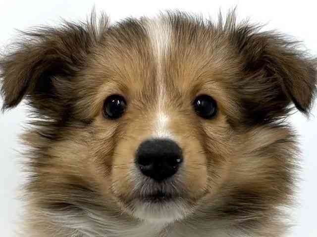 大阪府のシェットランドシープドッグ (ひごペットフレンドリーベルファ2都島店/2025年8月31日生まれ/女の子/セーブルホワイト)の子犬