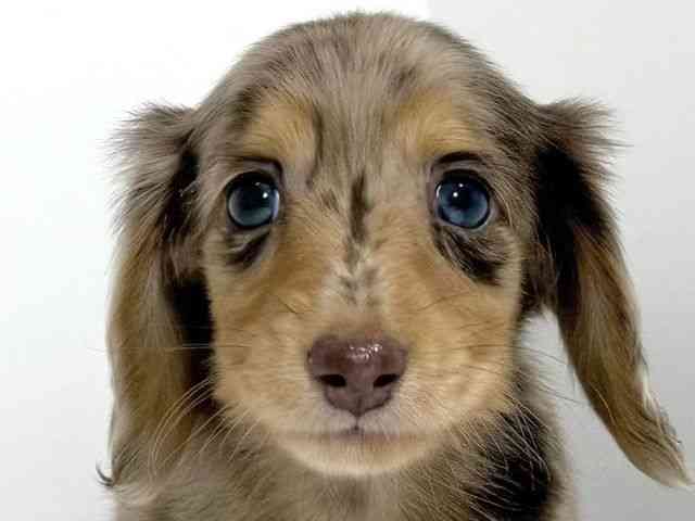 兵庫県のミニチュアダックスフンド(ロング) (ひごペットフレンドリーイトーヨーカドー明石店/2025年8月30日生まれ/男の子/チョコレートダップル)の子犬