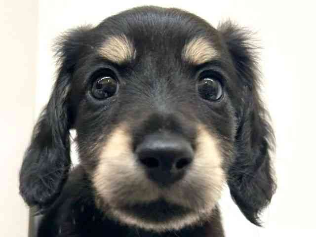 兵庫県のミニチュアダックスフンド(ロング) (ひごペットフレンドリーブルメールHAT神戸店/2025年8月30日生まれ/男の子/ブラックイエロー)の子犬の1枚目の画像