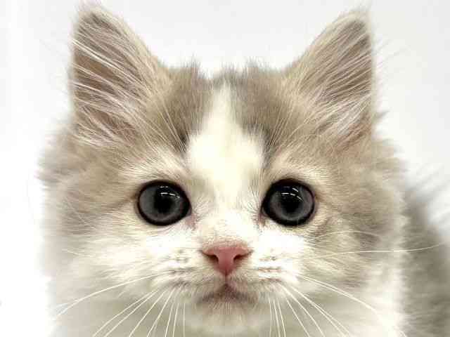 2025年8月16日生まれのマンチカンの1枚目の写真