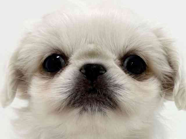 大阪府のペキニーズ (ひごペットフレンドリーくずはモール店/2025年8月29日生まれ/女の子/ホワイト)の子犬