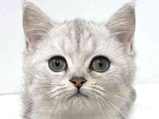 大阪府のミヌエット (ひごペットフレンドリーベルファ2都島店/2025年8月25日生まれ/男の子/シルバータビー)の子猫の1枚目の画像