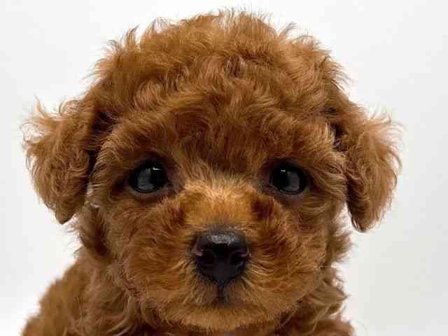 奈良県のトイプードル(トイ) (ひごペットフレンドリー田原本店/2025年8月29日生まれ/男の子/レッド)の子犬の1枚目の画像