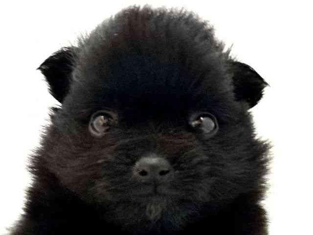 大阪府のポメラニアン (ひごペットフレンドリー東淀川店/2025年8月30日生まれ/女の子/ブラック)の子犬