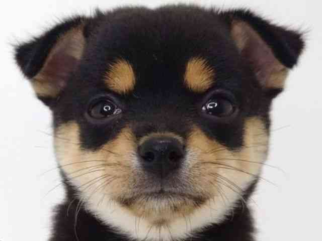 大阪府のチワ柴/柴チワ/チワシバ(チワワ×柴) (ひごペットフレンドリーいこらもーる泉佐野店/2025年8月29日生まれ/女の子/ブラックタン)の子犬の1枚目の画像