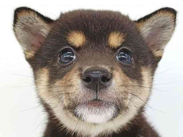 大阪府の柴犬(標準サイズ) (ひごペットフレンドリー泉ヶ丘店/2025年8月30日生まれ/女の子/黒)の子犬