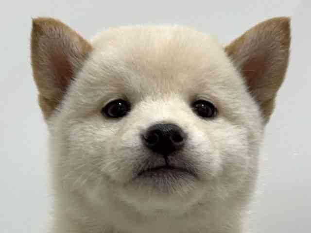 愛知県の柴犬(標準サイズ) (ひごペットフレンドリーヴィアモール アピタ江南西店/2025年8月29日生まれ/女の子/白)の子犬の1枚目の画像