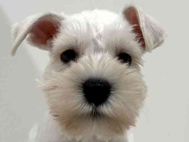 奈良県のミニチュアシュナウザー (ひごペットフレンドリーイオンモール橿原ウエストビレッジ店/2025年8月29日生まれ/男の子/ホワイト)の子犬の1枚目の画像