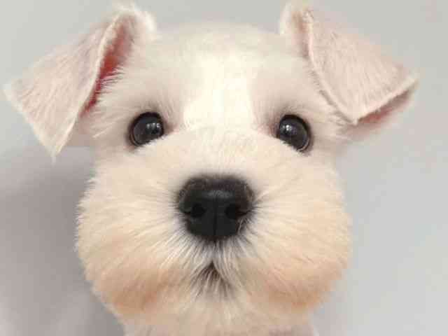 大阪府のミニチュアシュナウザー (ひごペットフレンドリー岸和田店/2025年8月29日生まれ/男の子/ホワイト)の子犬の1枚目の画像